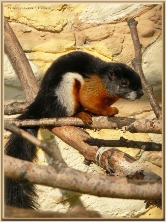   ( Callosciurus)     